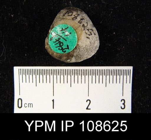 Dictyonella gibbosa