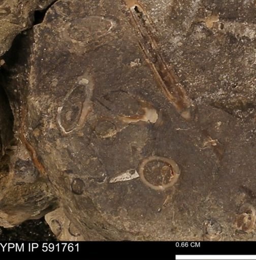 Serpulidae