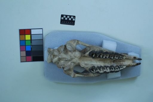 Subhyracodon occidentalis