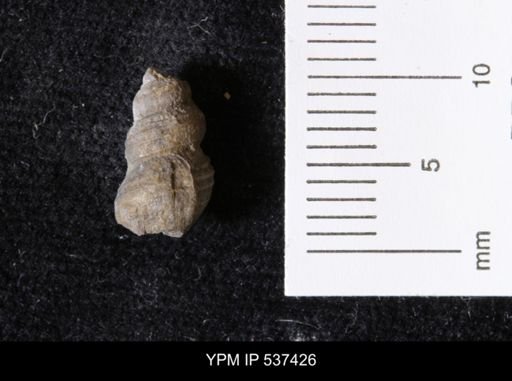 Goniobasis ortmanni