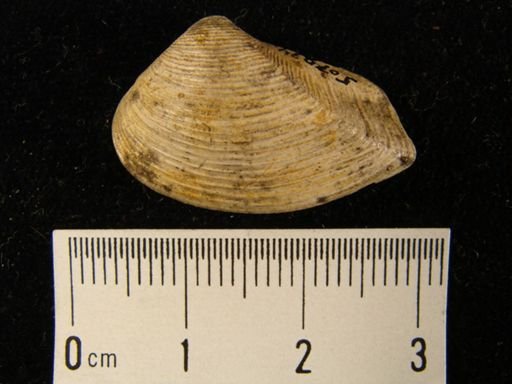 Bathytormus sp.
