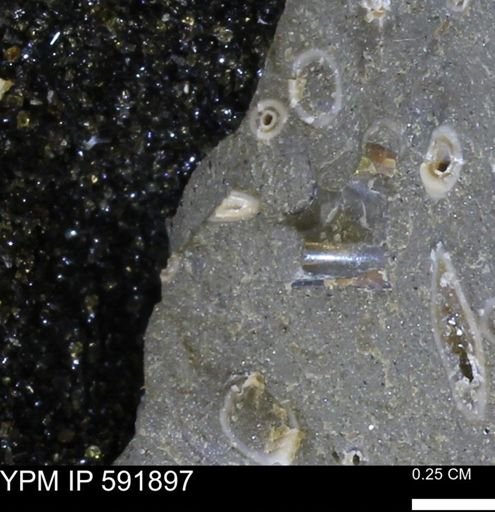 Serpulidae