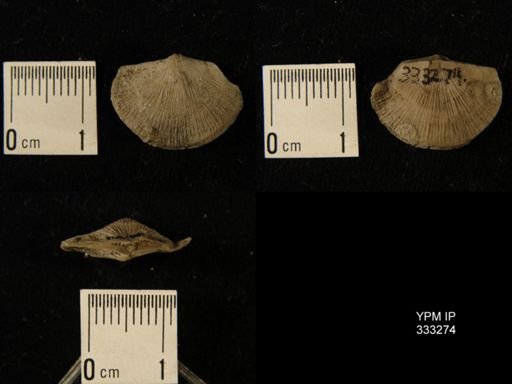 Holtedahlina sp.