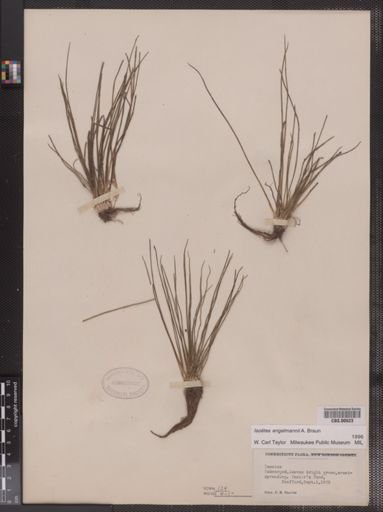 Isoetes engelmannii
