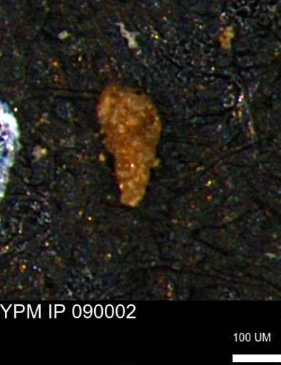Verneuilinoides kansasensis