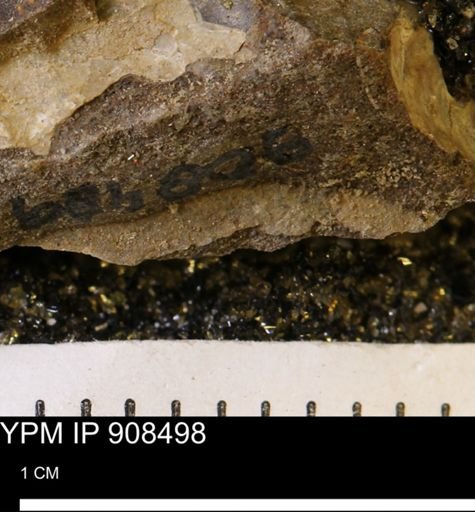 undet. Mollusca