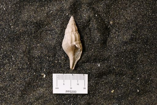 Drilluta communis