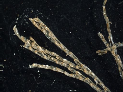 Crisularia pacifica