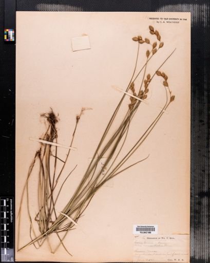 Carex tenera