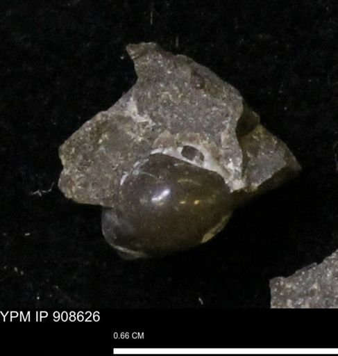 undet. Gastropoda