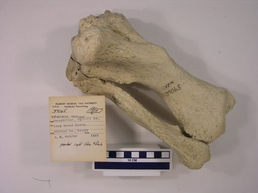 Teleoceras fossiger