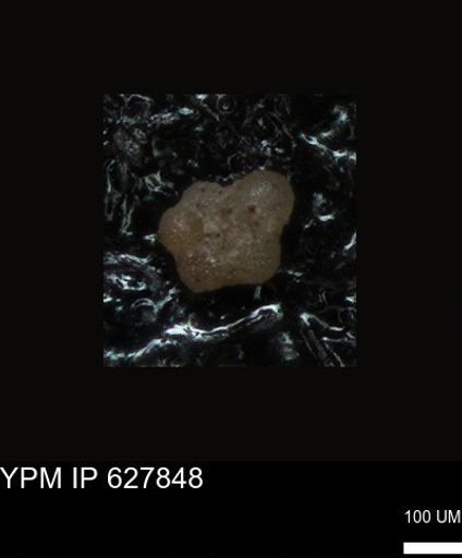 undet. Foraminiferida