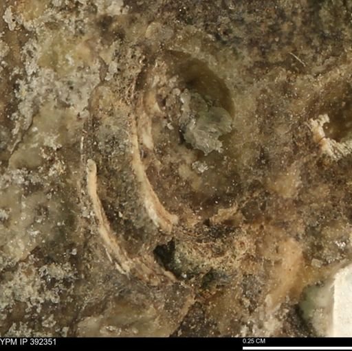 Protocardia subquadrata