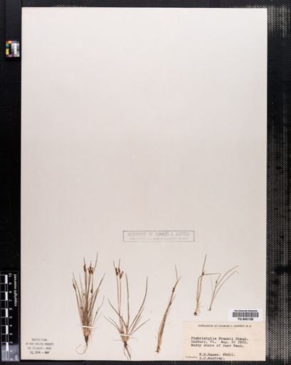 Fimbristylis autumnalis