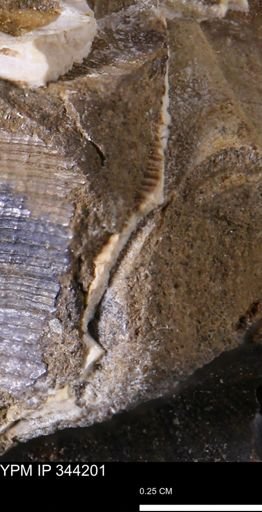 Limopsis striatopunctatus