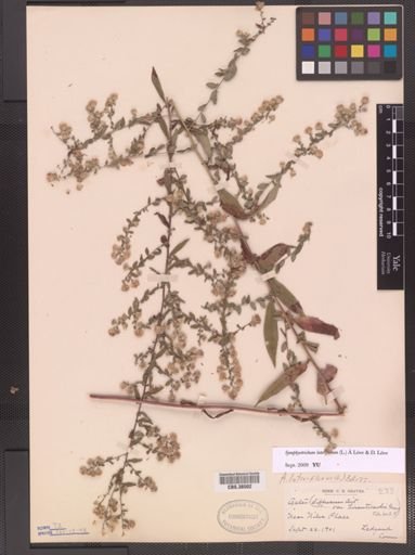 Symphyotrichum lateriflorum