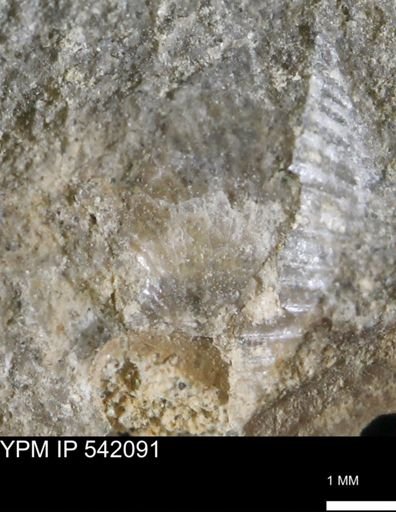 undet. Bivalvia