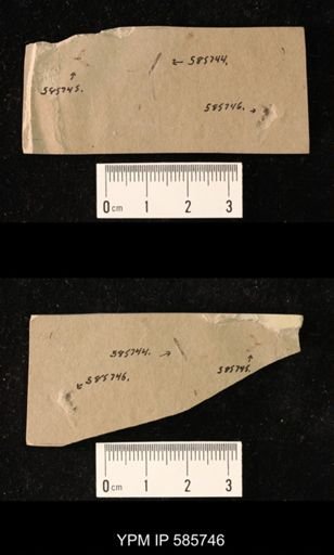 undet. Coleoptera