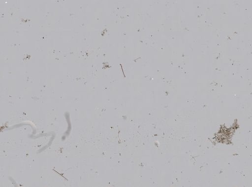 Hispidopetra miniana