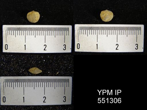 Nucleospira pisiformis