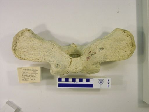Rhinocerotidae