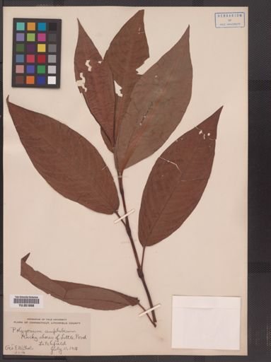 Polygonum amphibium