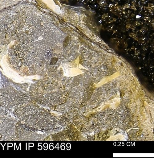 undet. Mollusca