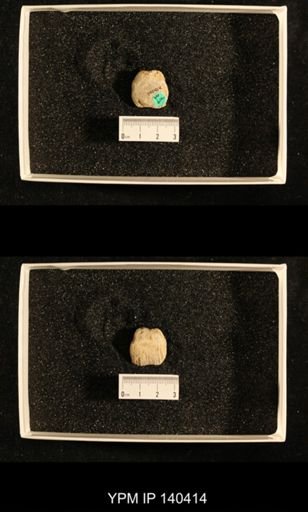 Productus (Dictyoclostus) gratiosus