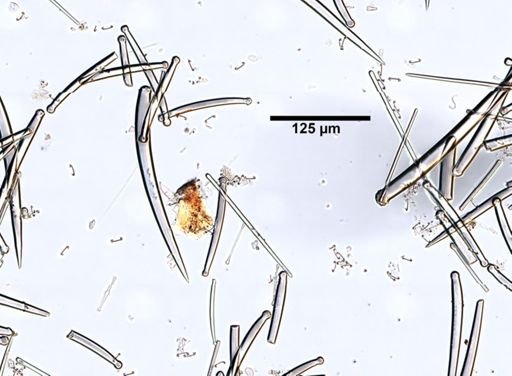 Plocamia igzo
