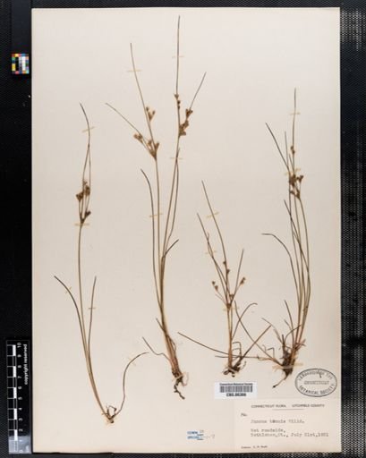 Juncus tenuis