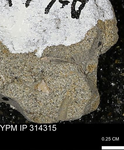 undet. Scaphopoda