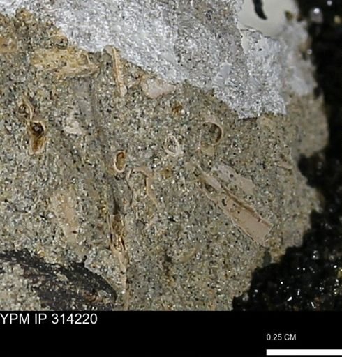 undet. Scaphopoda