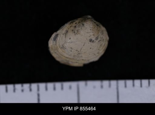 Limopsis striatopunctatus
