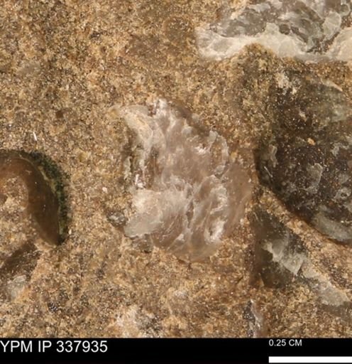 undet. Ostreidae