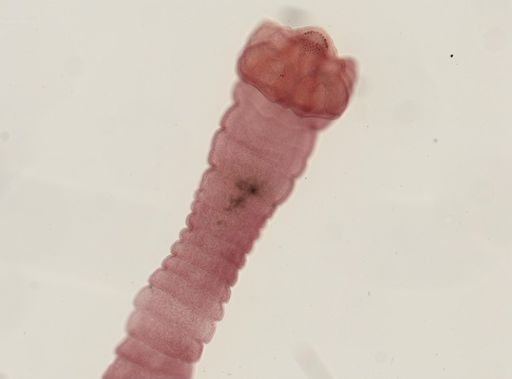 Dipylidium caninum