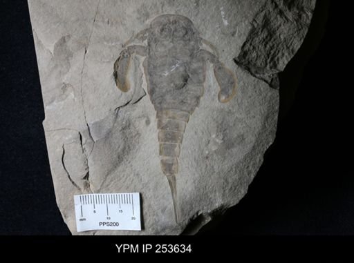 Eurypterus sp.