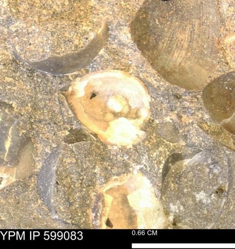 undet. Bryozoa