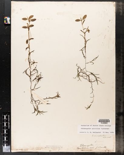 Potamogeton spirillus