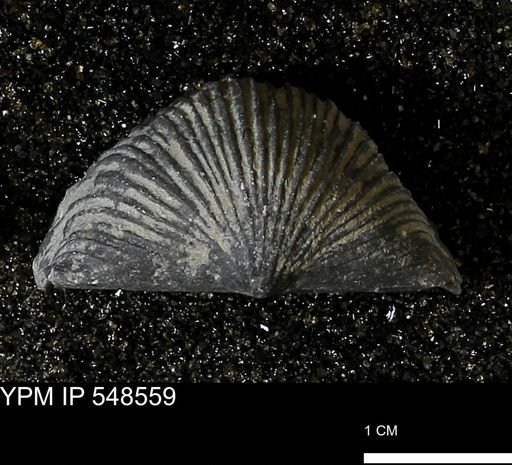 Stropheodonta inflexa?