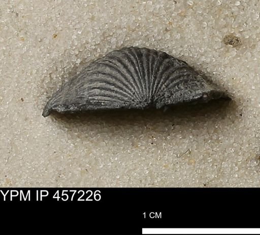 Stropheodonta erratica fissicosta