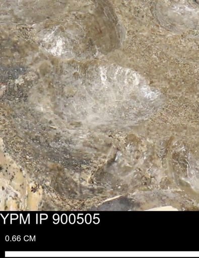 Anomia gryphorhyncha