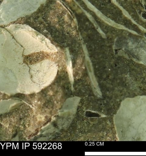 undet. Bivalvia