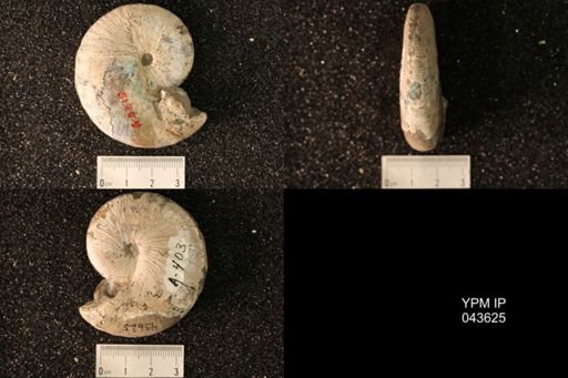Hoploscaphites nicolletii