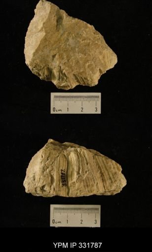 Catenipora sp.