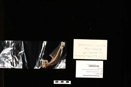 Pseudopleuronectes americanus
