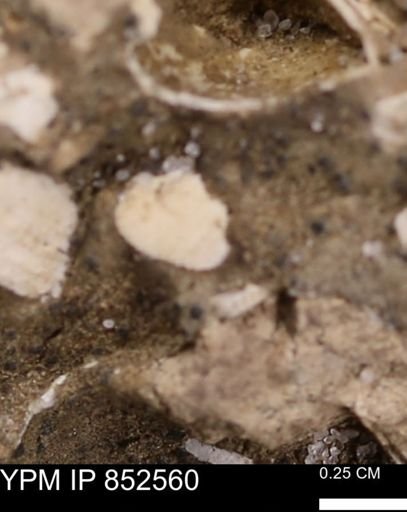Limopsis? striatopunctatus