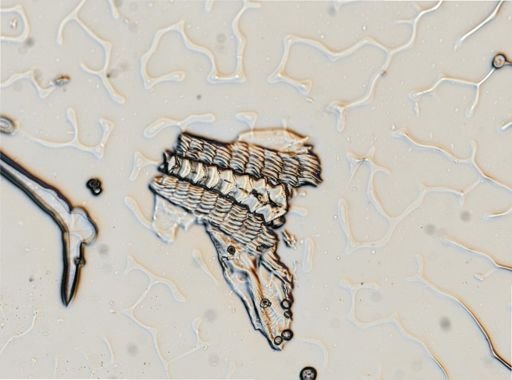 Dendronotus frondosus