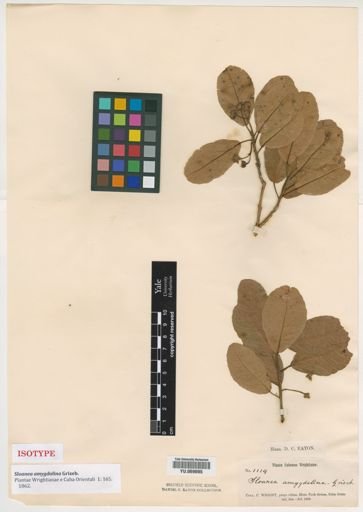 Sloanea amygdalina