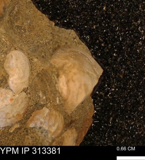 Corbicula sp.