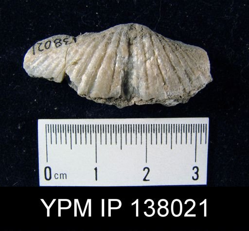 Pterospirifer sp.